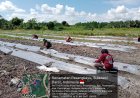 Babinsa Turun ke Lahan, Tanam Semangka Bersama Petani Pasangkayu